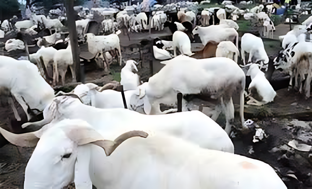 Ram Market in Lagos.