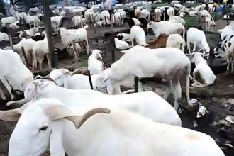 Ram Market in Lagos.